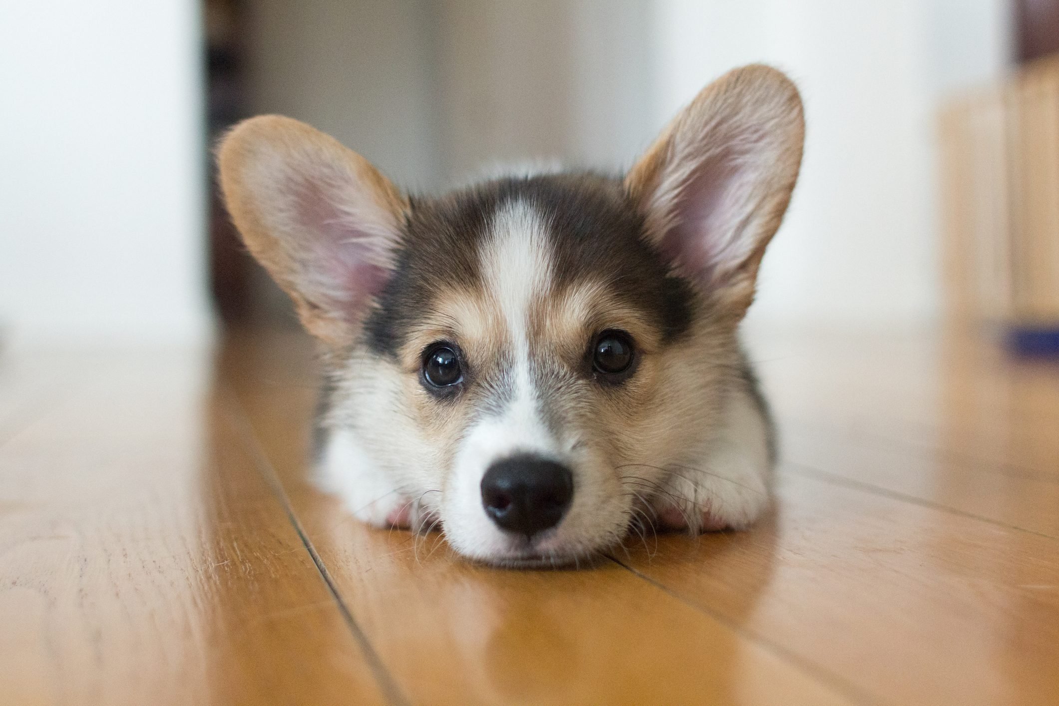 Searching for the very best pics of a corgi? Discover these amazing galleries full of super cute corgi images.