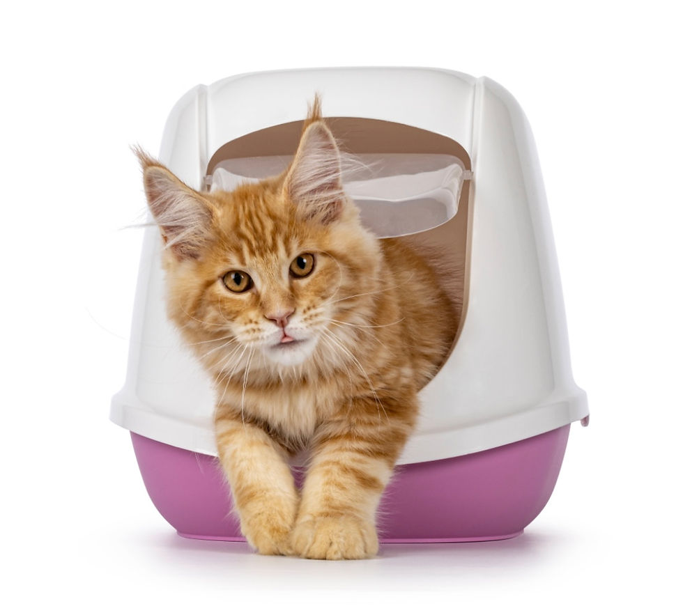 Training Maine Coons: Do They Always Use a Litter Box?
