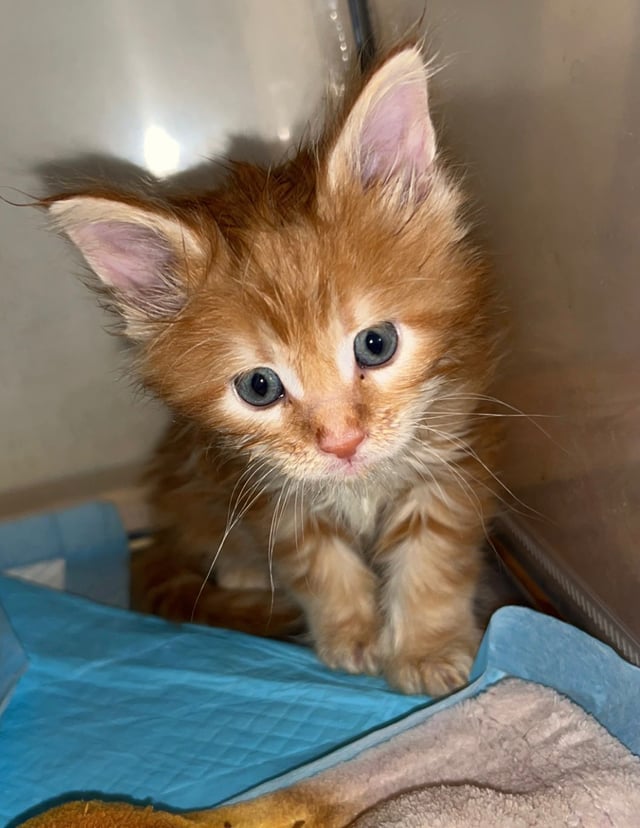 Thinking of getting Maine Coon cats Iowa? Heres what every Iowan absolutely needs to know first.