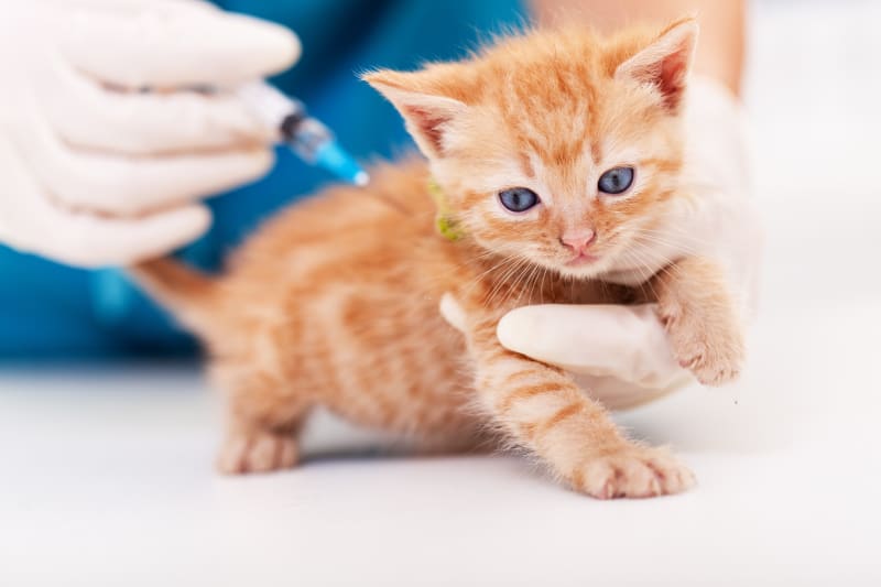 What is the 3 in 1 vaccine for cats? Why your furry friend really needs this shot.