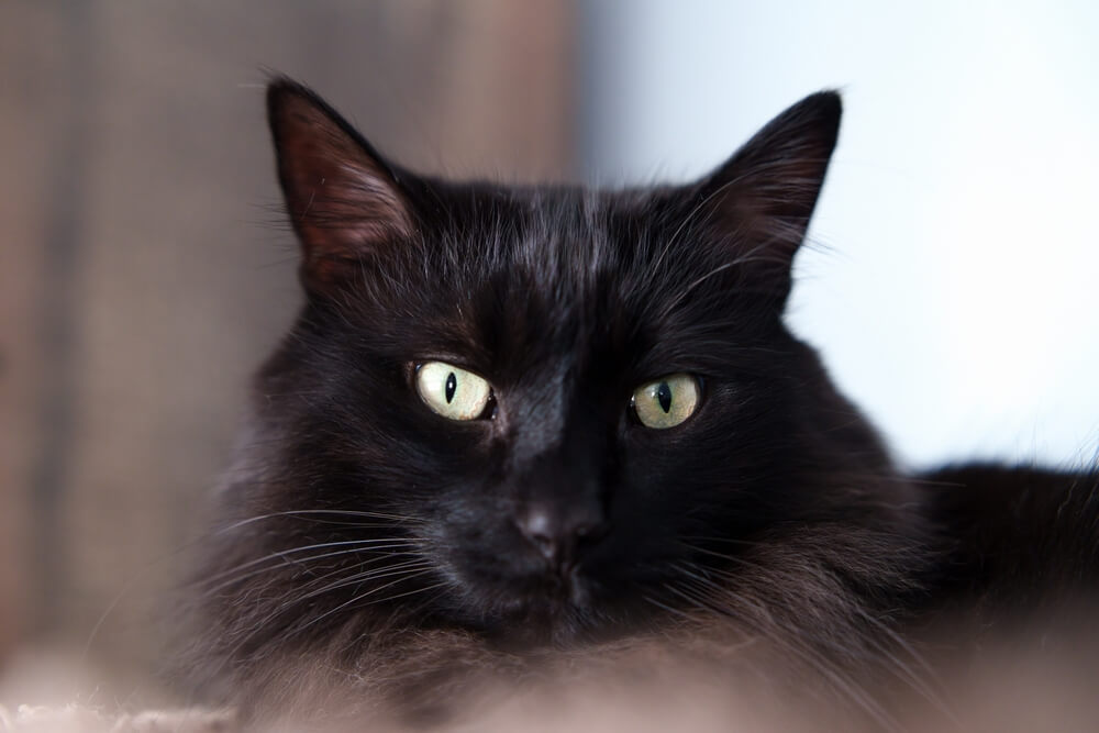 Black ragdoll cat blue eyes: Are they really a thing? Find out all about these cool cats.