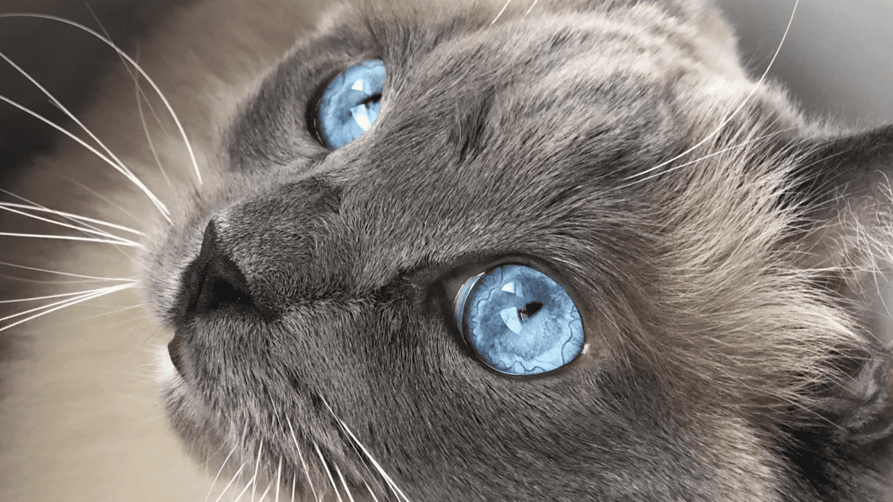 Why get a blue colorpoint ragdoll cat soon? They bring so much joy and cuddles to any home!