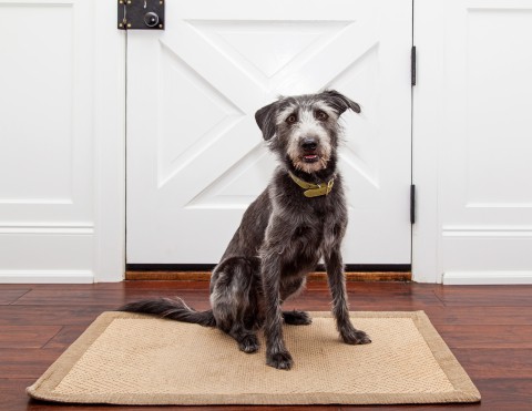 Looking for a reliable pet owners guide to carpet cleaning? (Discover DIY tricks and when to call experts)