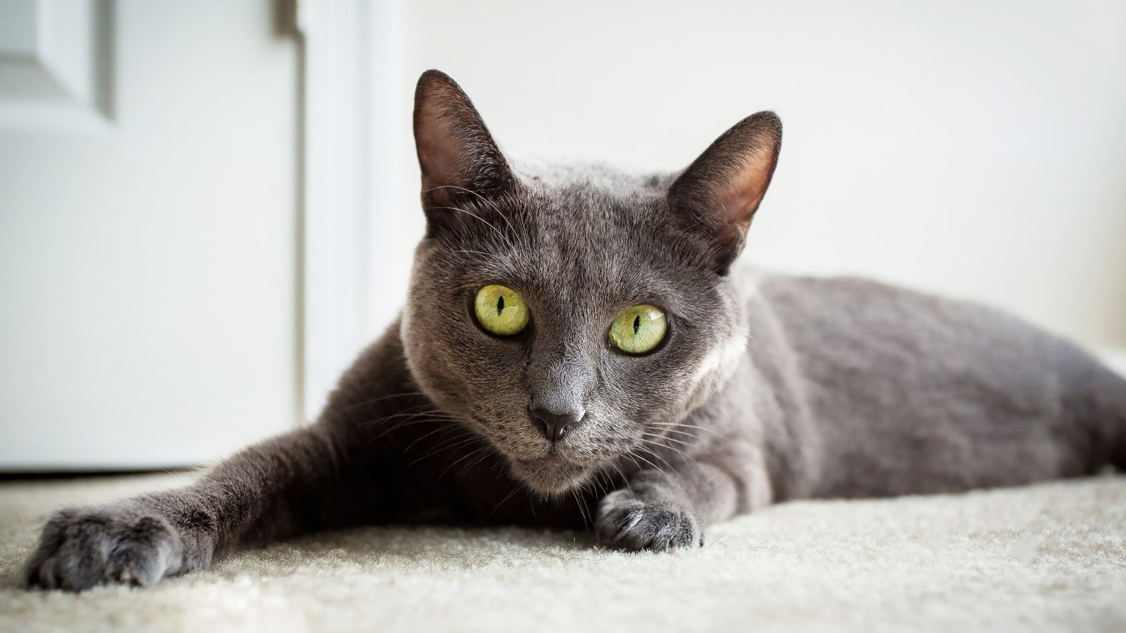 Is a russian blue tabby mix cat a good choice for your family? (Find out if this breed fits your home)