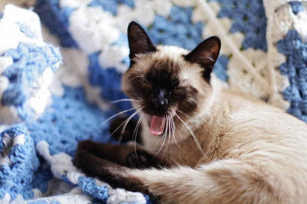 Siamese cattery indiana: How to pick the right one for your new adorable kitten? Easy guide!
