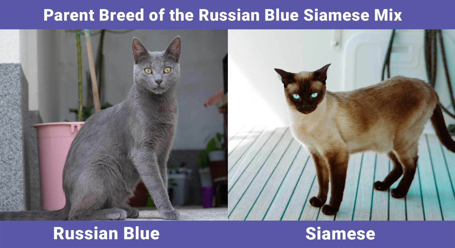 Russian Blue Siamese Cat Mix: Temperament & Personality