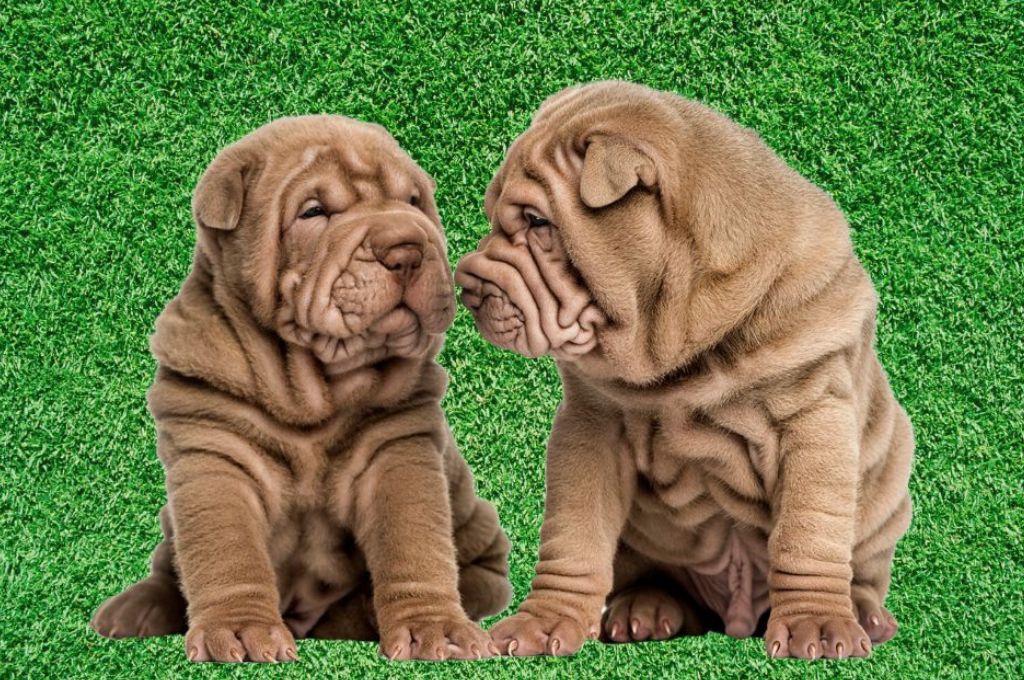 How to care for your new wrinkle dogs puppy? Easy tips for their skin and overall health.