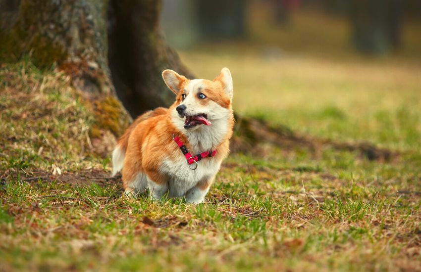 Need adorable pics of a corgi to make you smile? Check out this new collection right away!