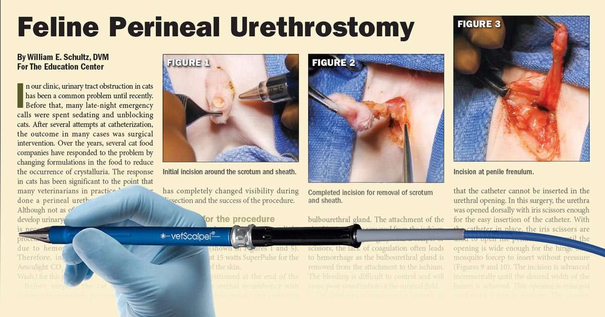 Cat Perineal Urethrostomy: Recovery and Post-Op Care Tips