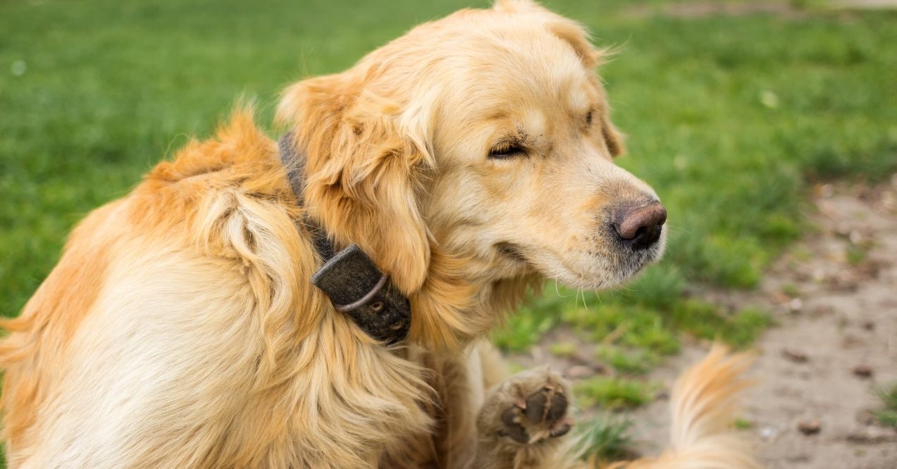 Many people ask are golden retrievers bad for allergies, so we break down common concerns and solutions for you.