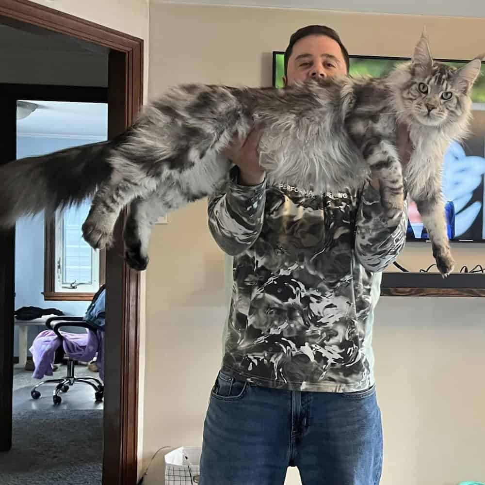 Best Maine Coon cattery PA search? Smart tips for finding a reputable maine coon cattery pa.