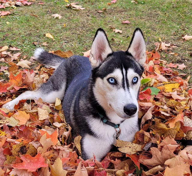 Finding Quality Siberian Husky Dog Accessories Hard? We Show You the Very Best Options Available Right Now!