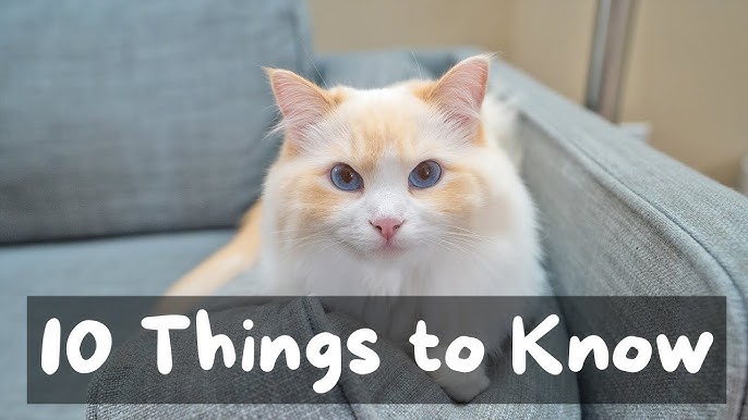 Thinking of getting a bicolor ragdoll cat? What you need to know before you bring one home.