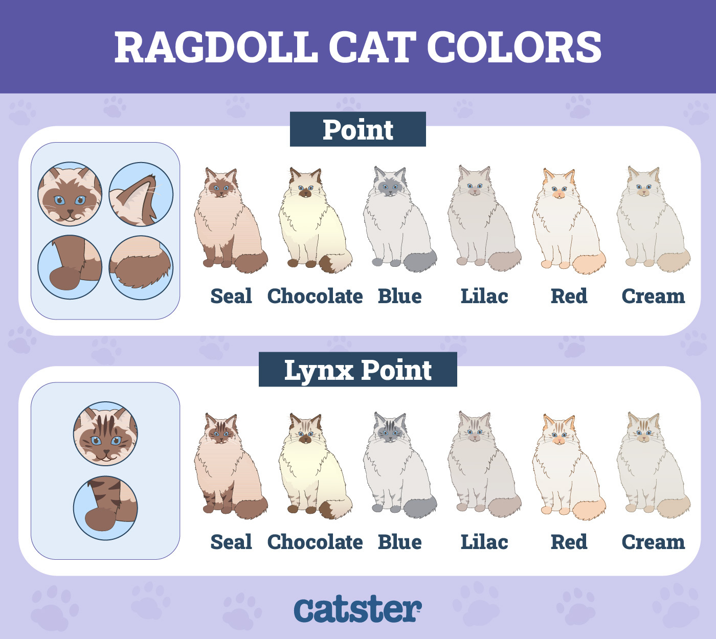 What are the main ragdoll cat colors and patterns? (Learn to spot every beautiful type today!)