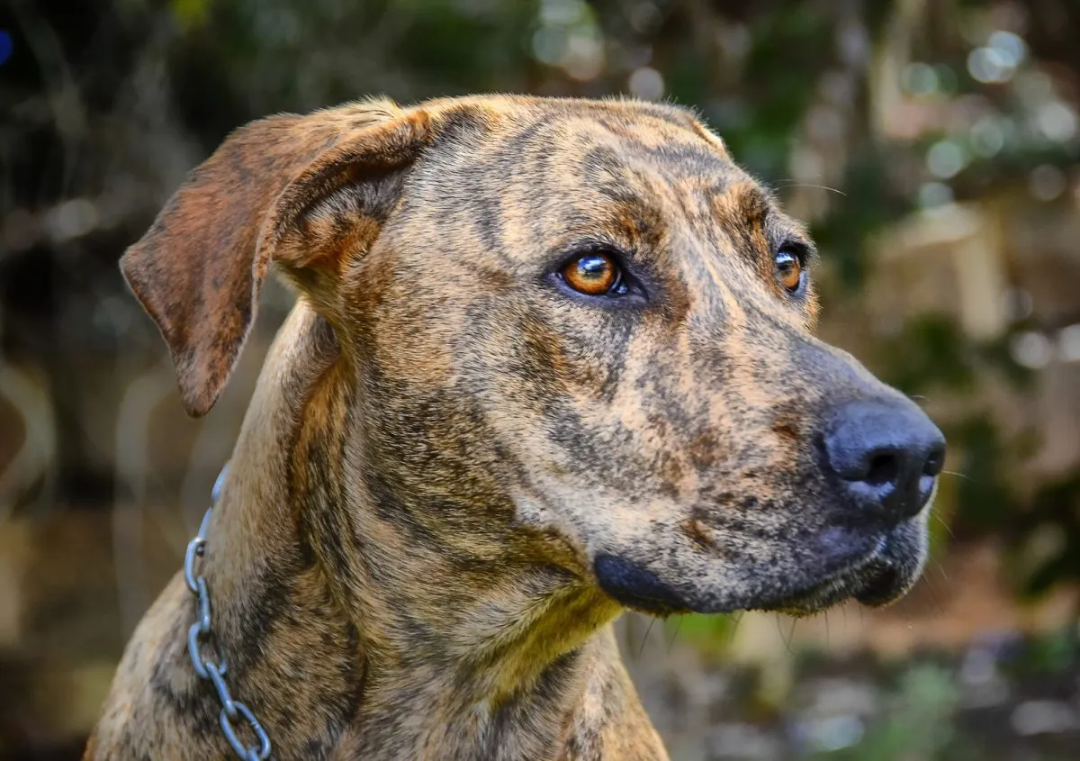 Labrador Retriever Plott Hound Mix facts: Key info on health, size, and caring for this unique dog.