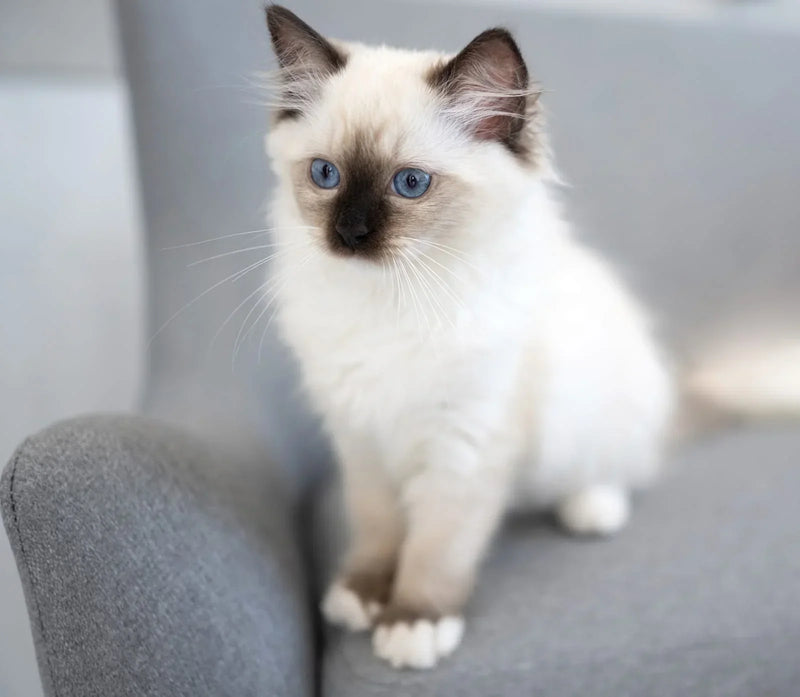 Finding a healthy colourpoint ragdoll cat (Tips for choosing a good breeder or a rescue)