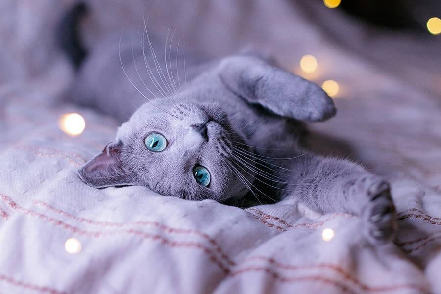 Curious about Russian Blue Cat Pittsburgh prices? What you absolutely need to know before you buy.