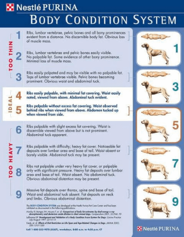 Getting the right 5 month old rottweiler weight: Tips for proper feeding and growth.