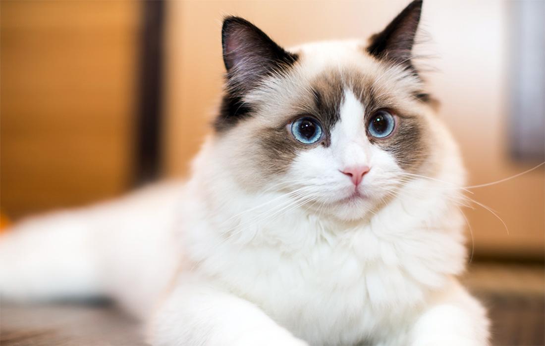 Is a blue eyed ragdoll cat the right pet for your home? (Learn about their gentle and friendly nature)