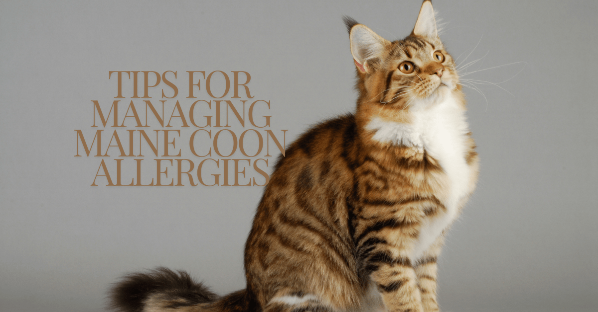 Thinking About Maine Coon Cats and Allergies? Learn How to Manage Symptoms Effectively.