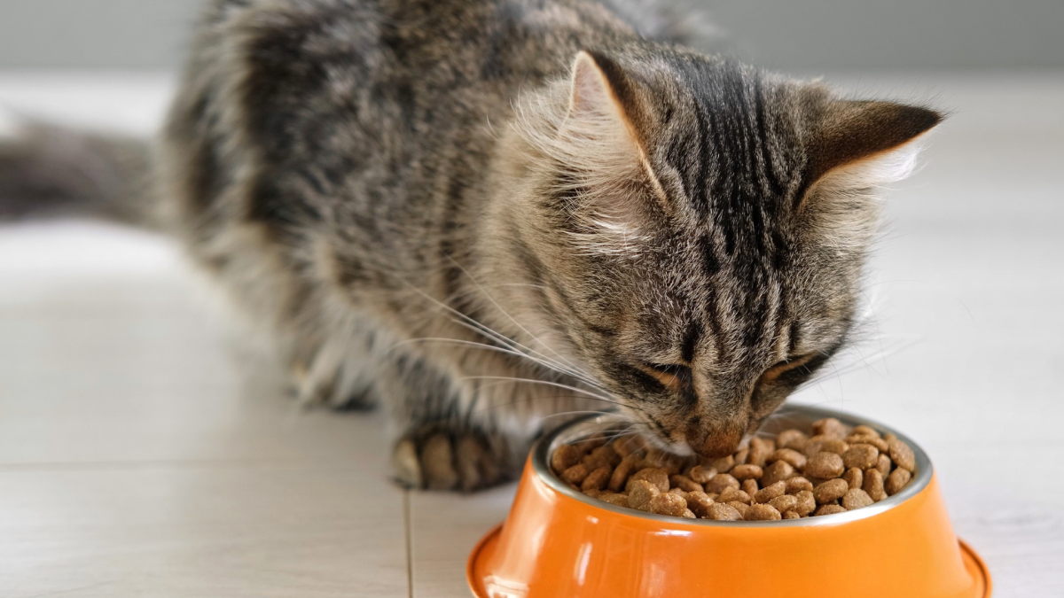 Worried about a potential Natural Balance cat food recall? Learn the current facts and how to keep your beloved cat safe.