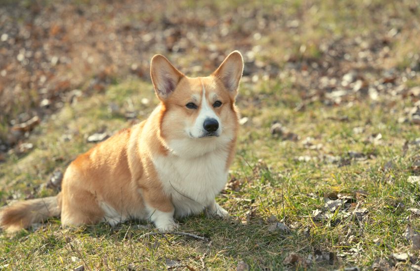Need adorable pics of a corgi to make you smile? Check out this new collection right away!