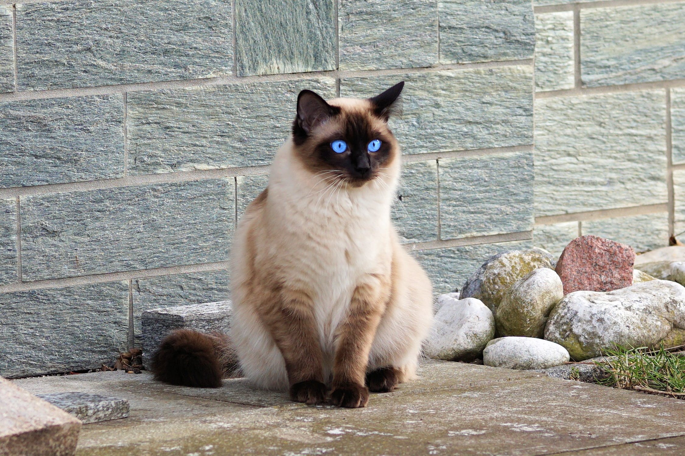 Siamese cattery indiana: How to pick the right one for your new adorable kitten? Easy guide!