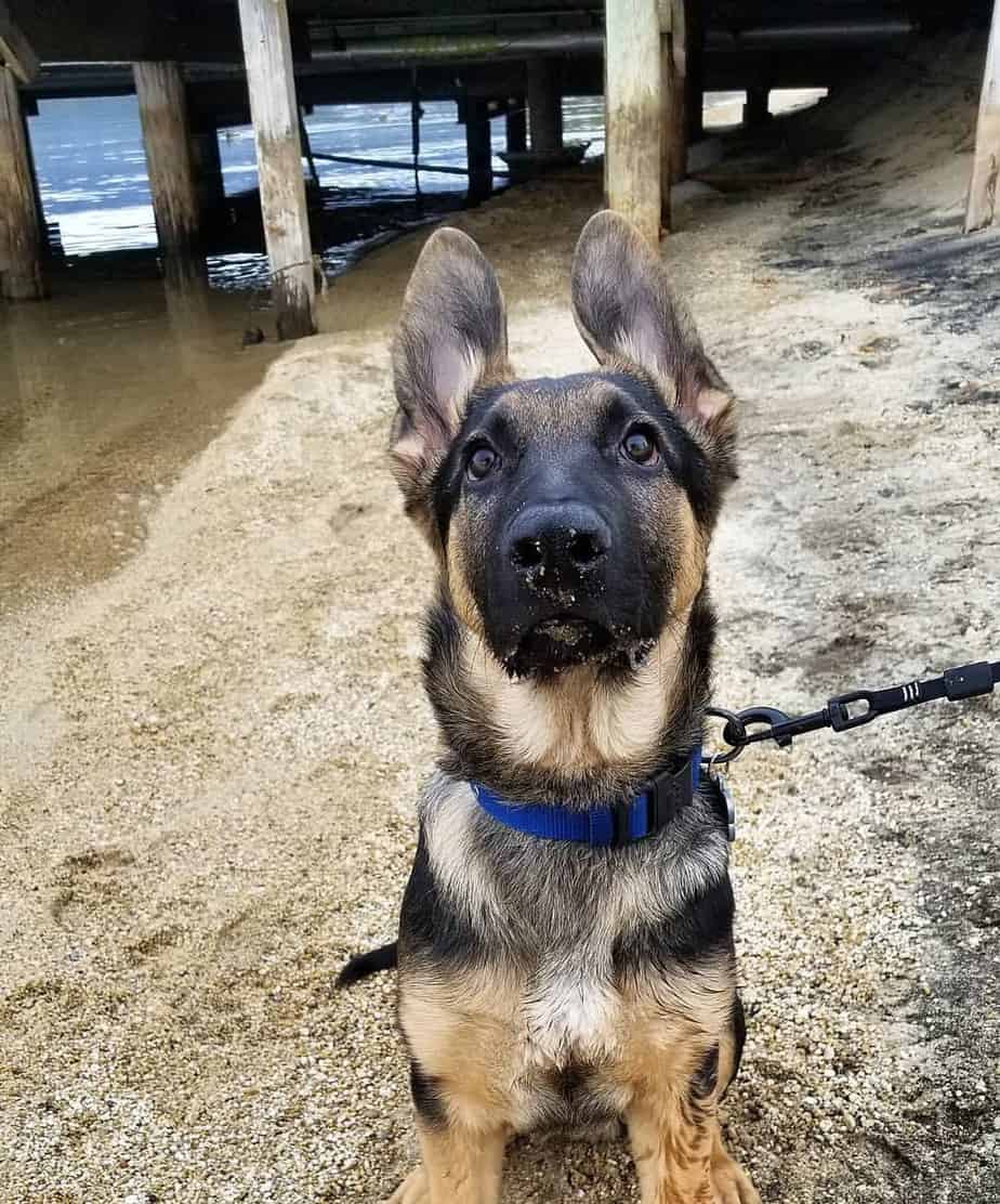 How big does a german shepherd mixed with lab get? (Find out their size and growth facts now)