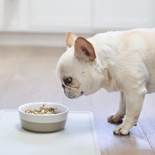 Homemade French Bulldog Food: Why Are People Making It? (Understand the Big Reasons Owners Love This Food)