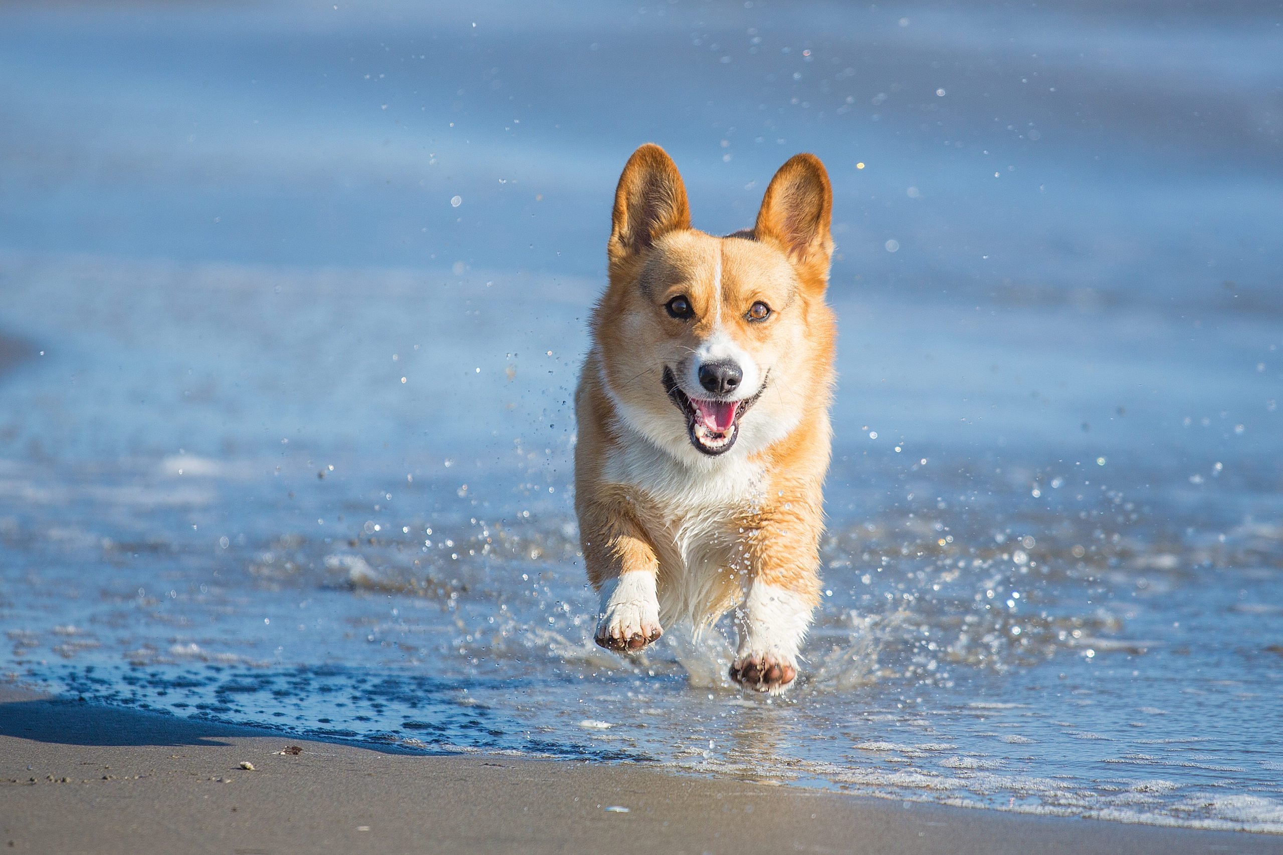 Searching for the very best pics of a corgi? Discover these amazing galleries full of super cute corgi images.