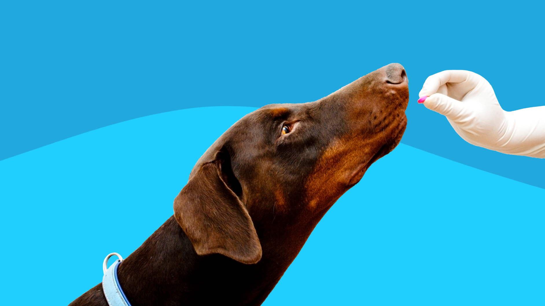 Getting the depo-medrol for dogs dosage right: (Essential tips from experienced veterinary professionals for you)