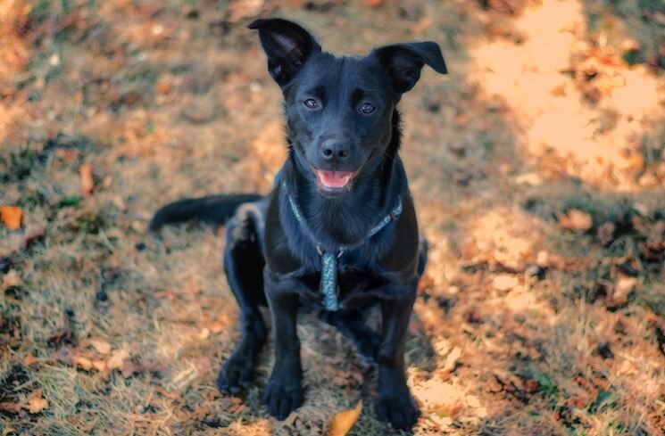 What to expect from a german shepherd mixed with lab? (Your complete guide to this friendly crossbreed!)