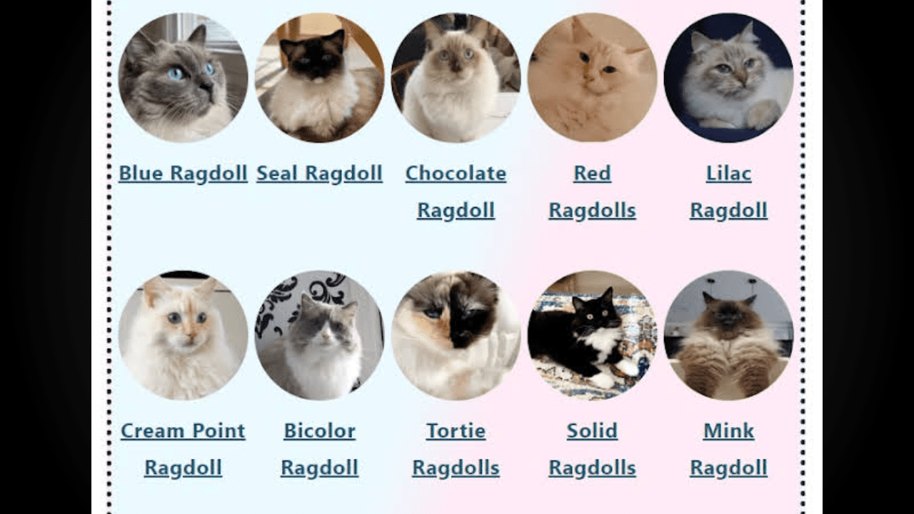 What are the main ragdoll cat colors and patterns? (Learn to spot every beautiful type today!)