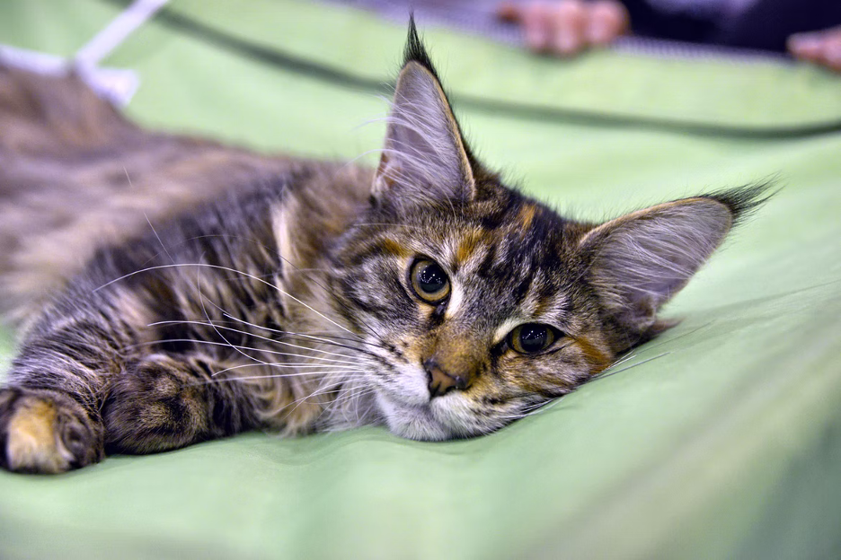 Are There Short Hair Maine Coon Cats? Facts Revealed