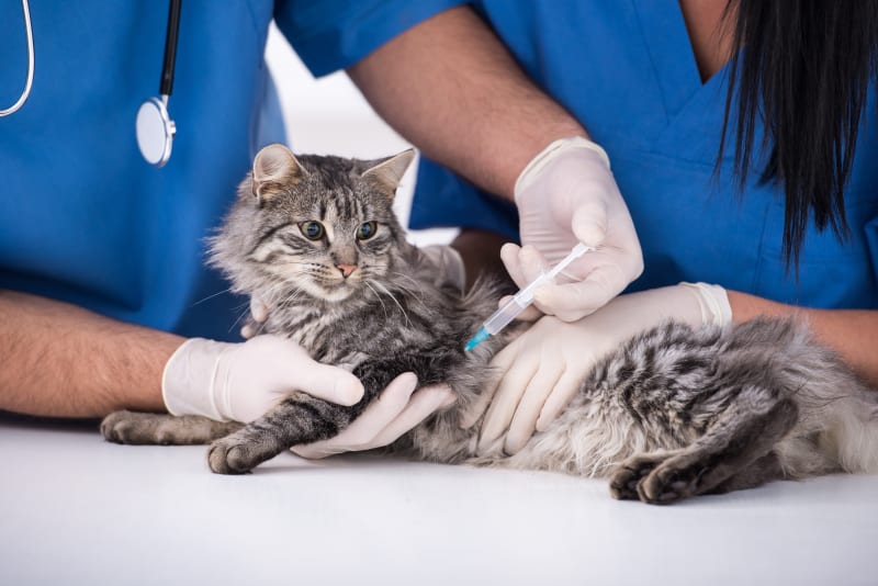 What is the 3 in 1 vaccine for cats? Why your furry friend really needs this shot.