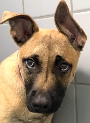 Can German Shepherds see in the dark? We will explore what the scientific experts say about their eyes.