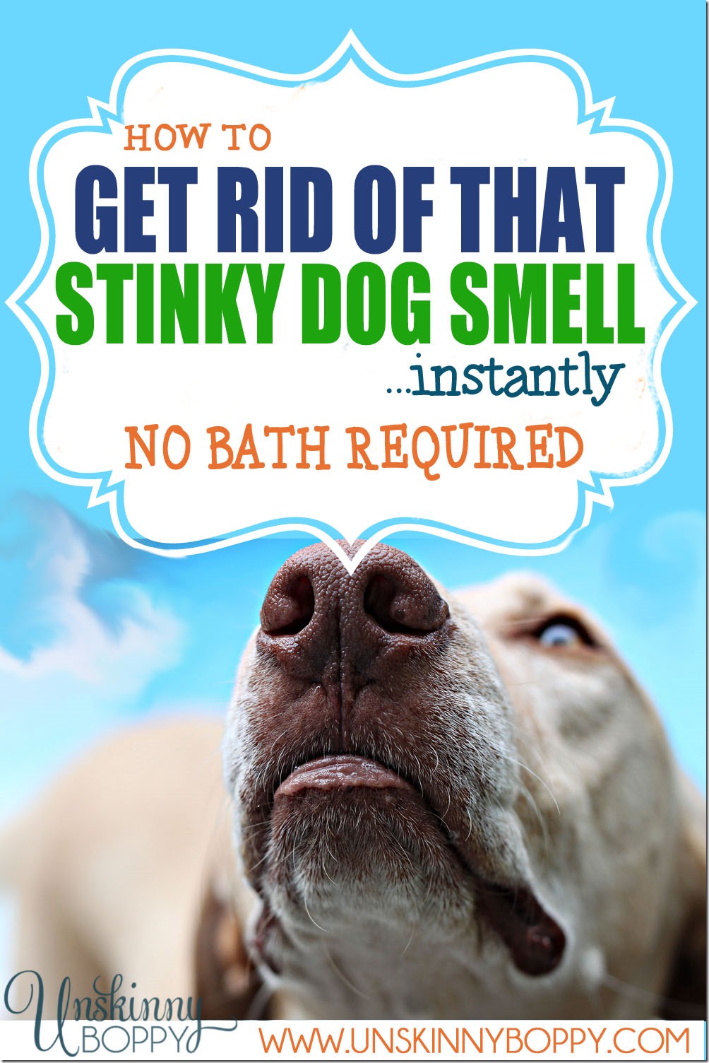 Why do old dogs smell and what can I do? (Easy tricks to keep your senior dog smelling fresh today)