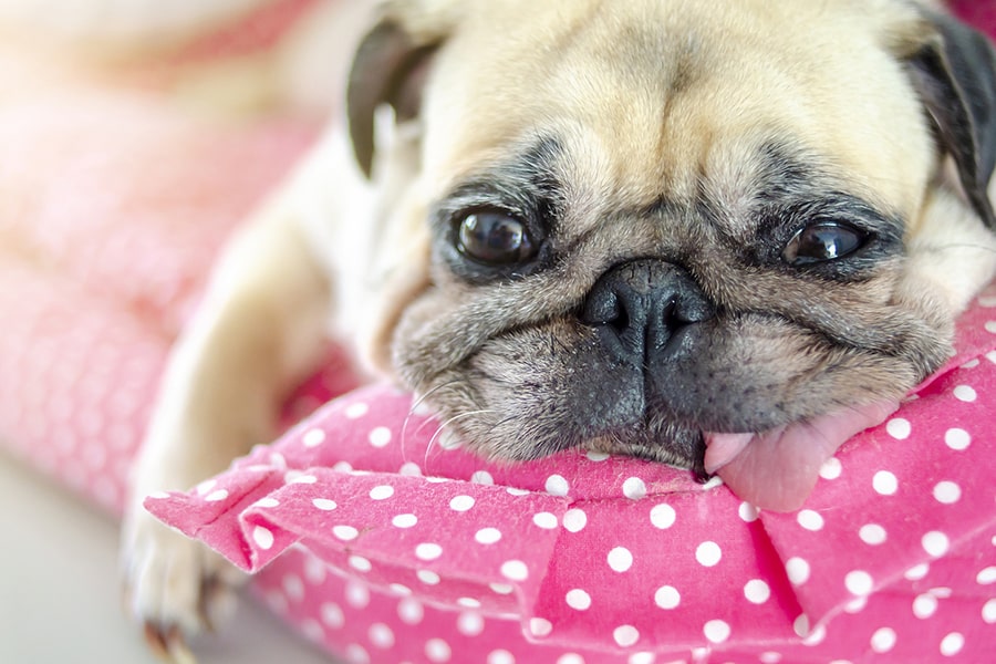 How to care for your new wrinkle dogs puppy? Easy tips for their skin and overall health.