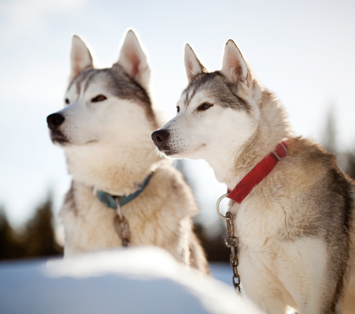 Get your siberian husky puppies for sale in ct today! We make finding your dream dog super simple.
