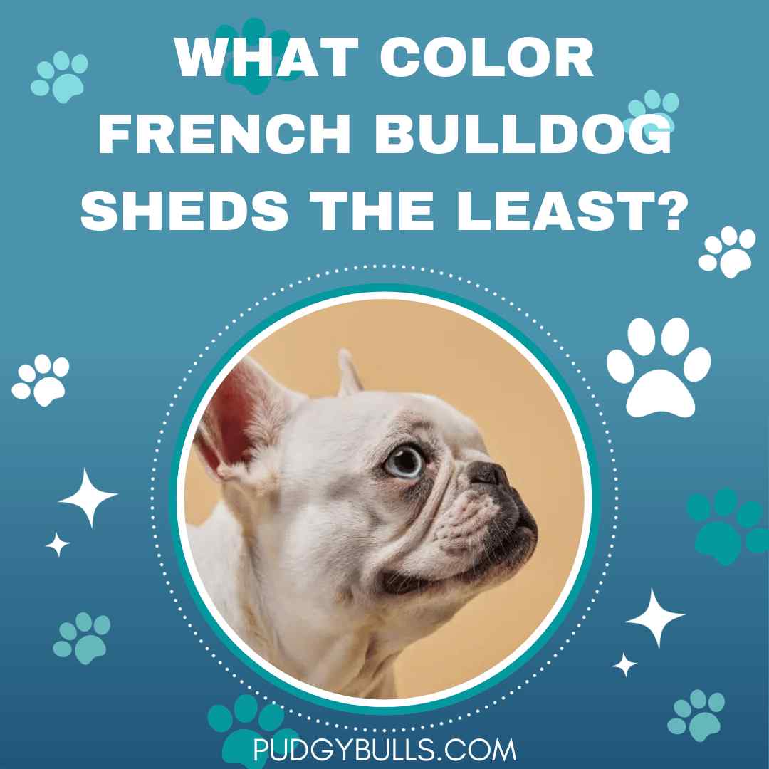 What color French Bulldog sheds the least? Find out the surprising truth about shedding and coat colors.