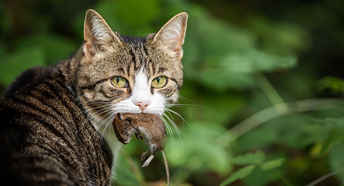 So what eats cats in the wild? A simple guide to natures most common cat predators.