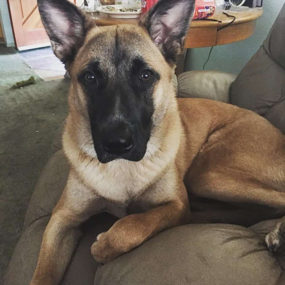How big does a german shepherd mixed with lab get? (Find out their size and growth facts now)