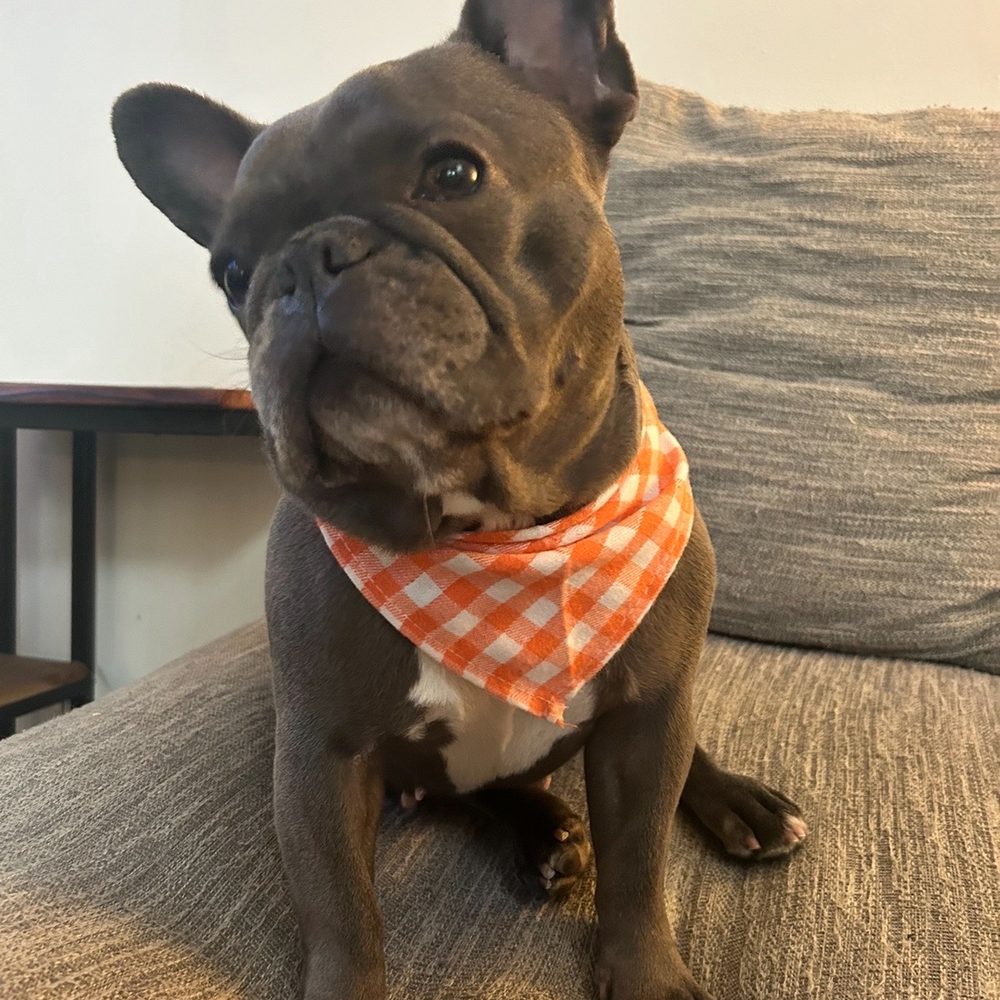 Looking for an Experienced French Bulldog Veterinarian Near Me? Learn Why Specialist Knowledge Matters Greatly for Frenchies.