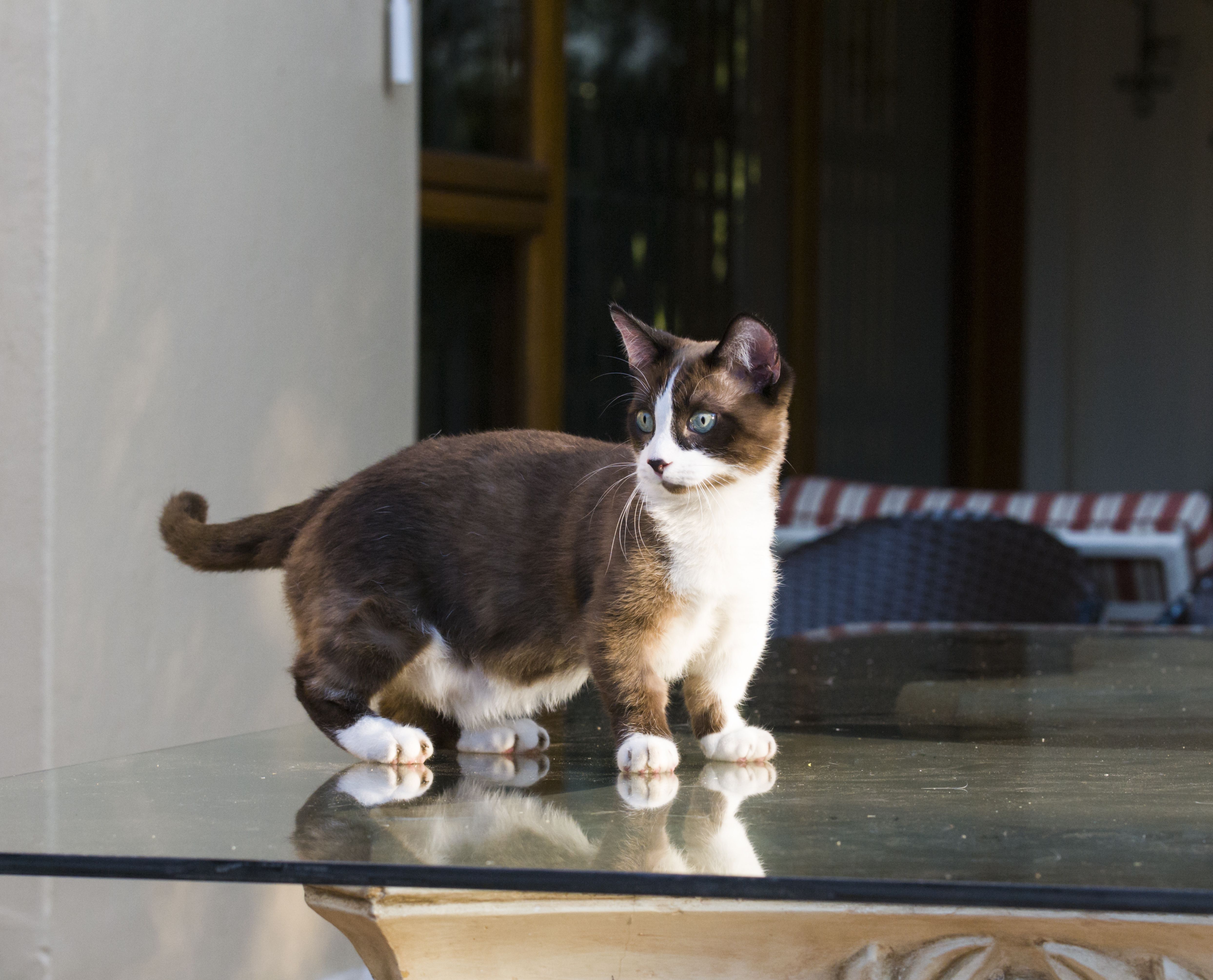 Whats special about an imperial munchkin cattery? (Learn about their loving care and tiny kittens)