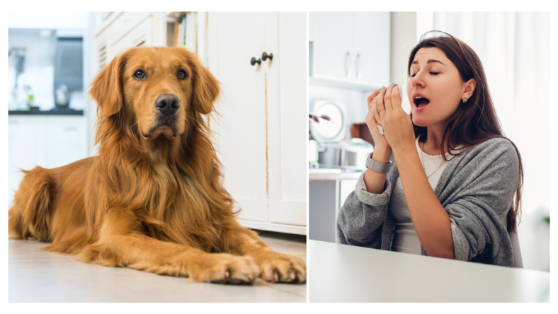 Many people ask are golden retrievers bad for allergies, so we break down common concerns and solutions for you.