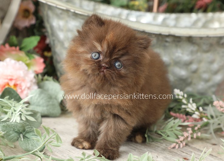 Need a chocolate persian cat for sale soon? We can help you find reputable breeders quickly!