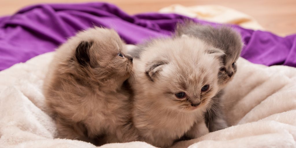 Want to find good catteries near me for your pet? Check out these essential tips for choosing a trusted cat hotel.