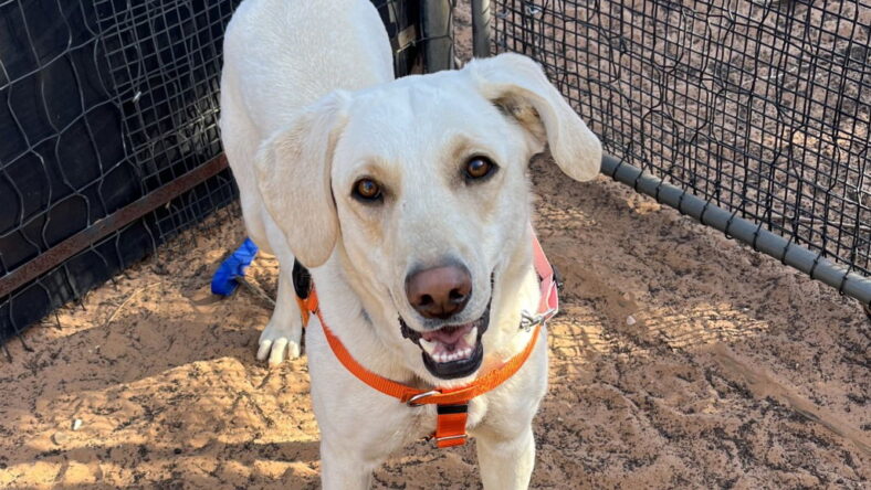 Considering Labrador Retriever Maryland Adoption? Find Out Why Rescuing a Wonderful Lab is a Great Idea.