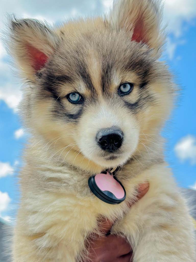 Looking for Siberian Husky Puppies for Sale in AL? We List Reputable Breeders and Available Pups Nearby!