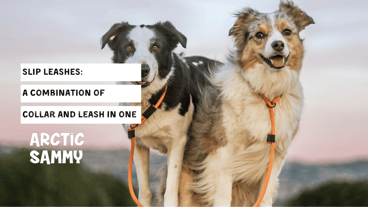 Picking the perfect rope slip leash for dogs: Simple tips to find one that is comfortable and gives good control.